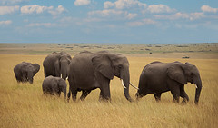 Gentle Giants: A Family of Five Elephants in Maasai Mara