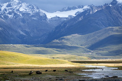 Landscape with yak, Tibet 2018
