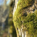 Moss growing on tree at Mount St. Helens Visitor Center in Washington