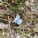 chalk hill blue butterfly
