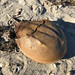 Horseshoe Crab Carapace Shell in Massachusetts