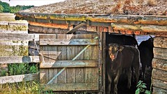 a glimpse into the dwelling of a lucky cow