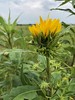 Helianthus Grosseserratus (Sawtooth Sunflower)
