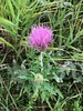 Cirsium discolor (Field Thistle Flower, Prairie Thistle)