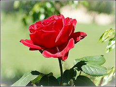 Single Red Rose ..