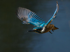 Kingfisher In Flight