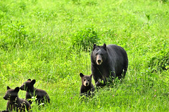 Black Bears