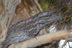 in the shadows - a  tawny frogmouth