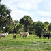 DSC-5350-cattle-graze-at-Aaron Agriculture-in-Okeechobee-Florida