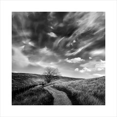 Clouds, Tree and Path at Ribblehead