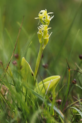 The Fen orchid