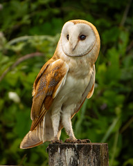 Owl Pose
