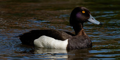 a male Tuffted duck - un fuligule Morillon male