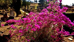 SÜDAFRIKA (South-Africa) , Nahe dem Blyde-River Canyon,  Pilgrim's Rest (der alte Friedhof des ehem. Goldgräberdorfes) 22214