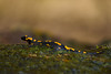 Salamander cooling off