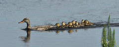 Gadwall family outing_3999