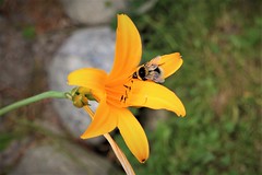 Garden beauty and flying bee
