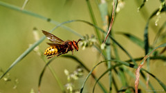 Hornisse /  European hornet (Vespa crabro)