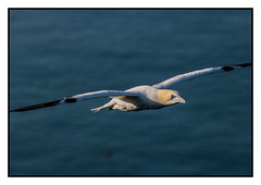 Gannet in flight - (Morus bassanus) 2 clicks for large