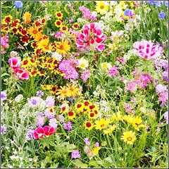 Wild Flower Selection ..