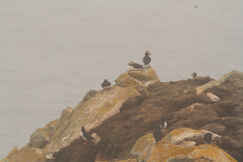 puffins IMG_5291