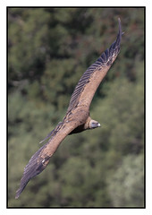 Griffon Vulture in flight - (Gyps fulvus) Best viewed large