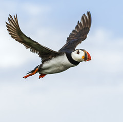 Puffin in flight over Staple Island