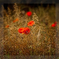 PARCHED POPPIES