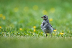 Young White Wagtail