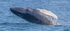 Humpback Whale Breaching 267A8203