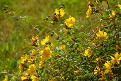 Le massif de fleurs jaunes - The mass of the yellow flowers