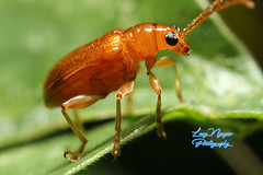 Aulacophora foveicollis (Red Pumpkin Beetle)