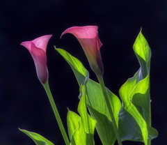 My Calla Lilies Blooming IMG_7594