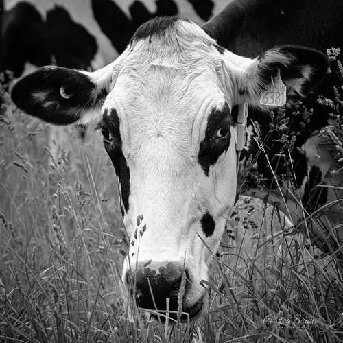Vache partie 2 / Cow part 2