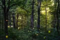 Firefly woods, Summer