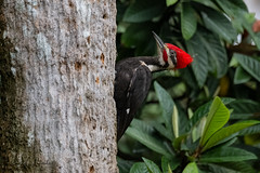 Pileated Woodpecker | Dryocopus pileatus | 2023 - 3