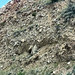 Landslide deposit (west of Cody, Wyoming, USA) 1