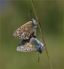 Adonis Blue Butterflies Mating  - Prestbury Hill