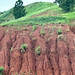 Spearfish Formation redbeds (Permian and/or Triassic; cut near Sturgis, South Dakota, USA) 2