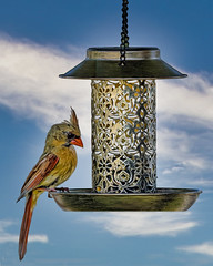 Cardinal at the Bird Feeder