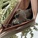 Nesting Eurasian Collared Dove