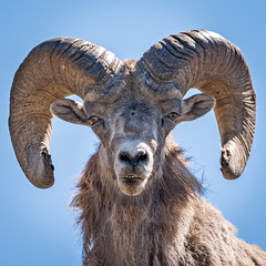 Majestic Bighorn Sheep