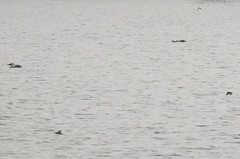 Black-throated loon, Gavia arctica, Storlom