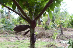Sustainability-flavored cocoa in Peru