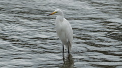 A great egret perched on waters on a cloudy day @ Lake Naivasha - Kenya