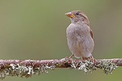 Pardal do telhado - Passer domesticus - House sparrow