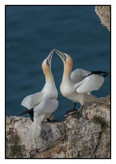 Gannets strengthening the bond - (Morus bassanus) 2 clicks for large