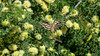 USA - California - Mojave National Preserve - The white-lined sphinx moth (Hyles lineata)
