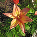 Lilium sp. (Asian lily) (Newark, Ohio, USA) 11