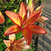 Lilium sp. (Asian lily) (Newark, Ohio, USA) 9